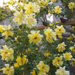 Roses on the Pergola