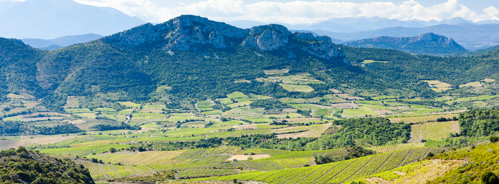 Languedoc Vineyards