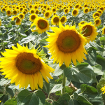 Tournesol