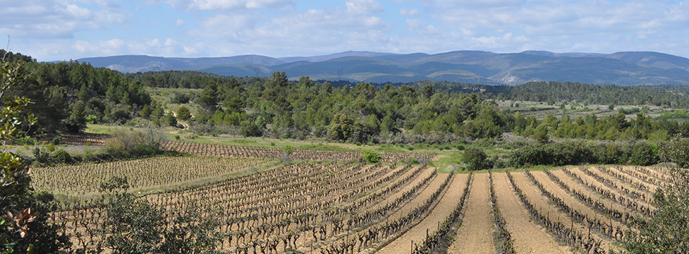 Vineyard near Laure